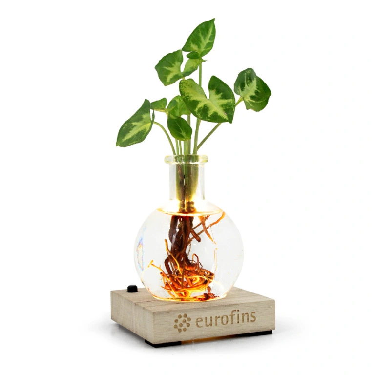 Plante vase socle lumineux